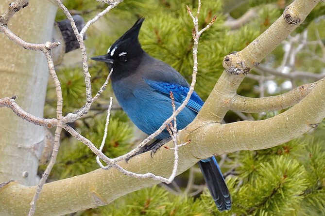 Private Birding Hike in Rocky Mountain National Park - Birds to watch for in the park