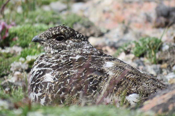 Private Birding Hike in Rocky Mountain National Park - Mammals, raptors, and surprise roadside stops