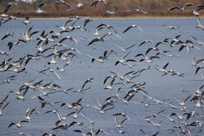 Private Birding Tour in Albania - Shkoder Lake and Theth for a change of habitat