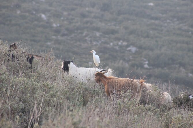Private Birding Tour in Albania - Guides who make the field time useful
