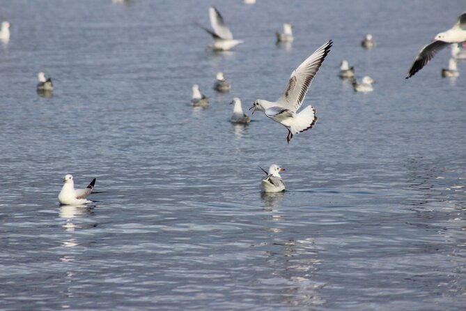 Private Birding Tour in Albania - Wetlands, lagoons, and the Divjaka-Karavasta area