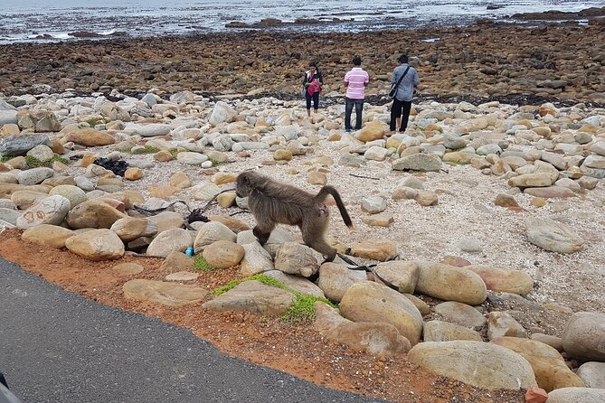 Private Cape of Good Hope and Penguins Full-Day (Sightseeing Guided) - Chapman’s Peak Is the Scenic High Point of the Drive