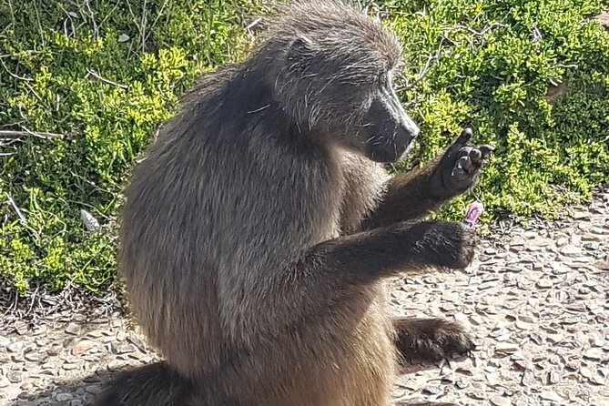 Private Cape of Good Hope and Penguins Full-Day (Sightseeing Guided) - Noordhoek Farm Village Keeps the Morning Human