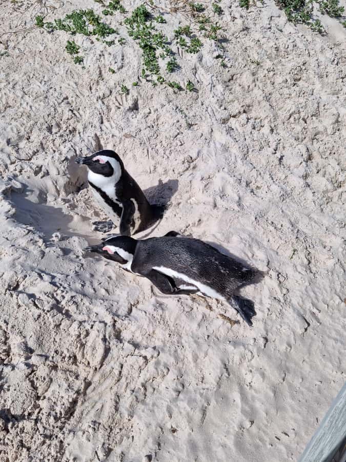 Private Cape of Good Hope and Penguins Full-Day Tour - Key points to know before booking
