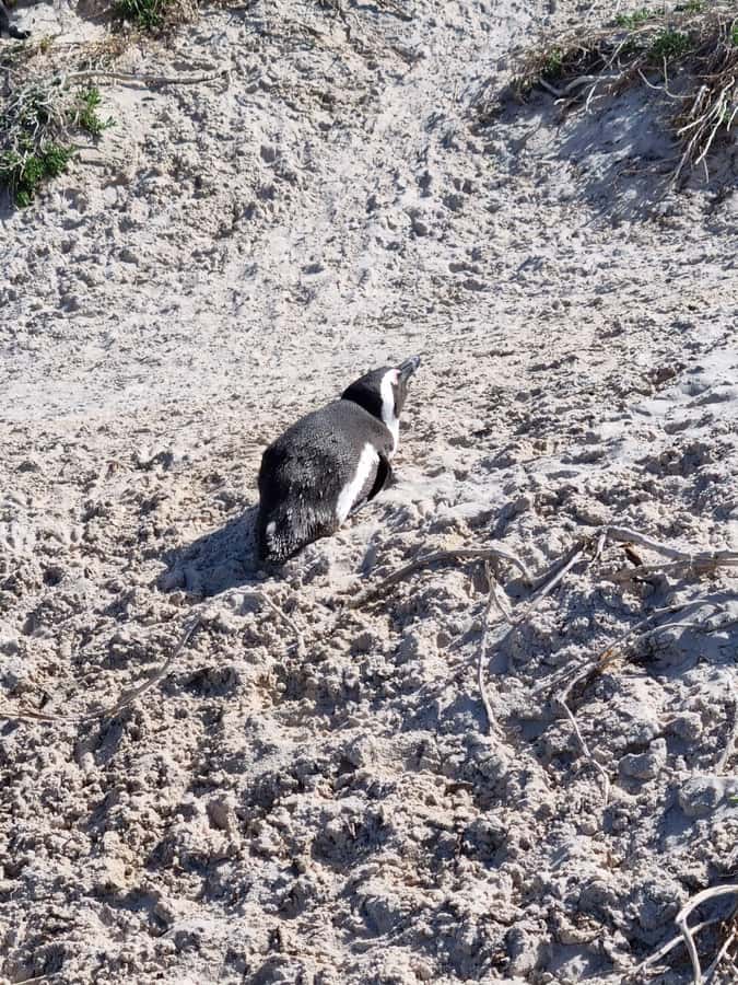 Private Cape of Good Hope and Penguins Full-Day Tour - Camps Bay and the Twelve Apostles
