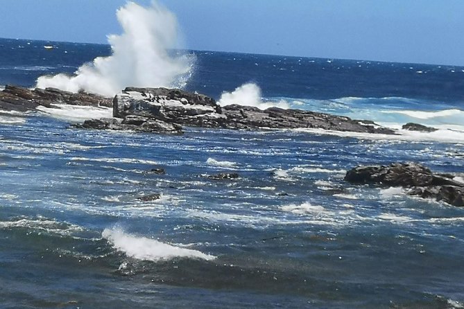 Private Cape of Good Hope and Penguins tour from Stellenbosch. - Seal Island is an optional extra