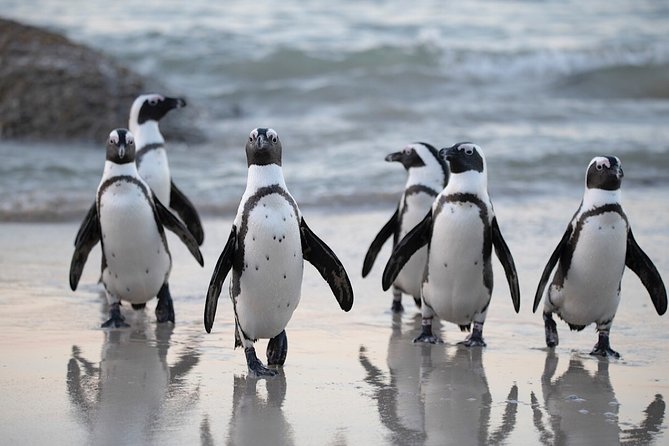 Private Cape of Good Hope and Penguins Tour with Luxury Mercedes or BMW Vehicle - Chapmans Peak and Cape Point Vineyards