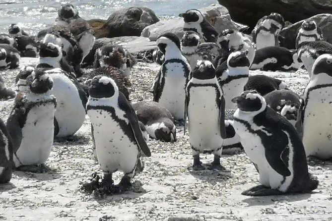 Private Cape of Good Hope Cape Point Penguin Kirstenbosch Tour. - Kirstenbosch for a change of pace