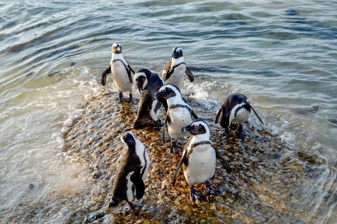 Private Cape of Good Hope Sightseeing and African Penguin Tour - A full day from Bo-Kaap to the Cape Peninsula