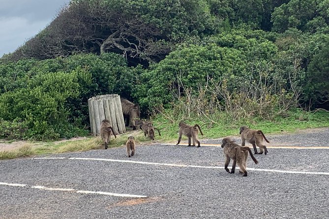 Private Cape Peninsula Tour, With Close Range Penguin Encounter From Cape Town. - Noordhoek, lunch choices, and the ostrich farm