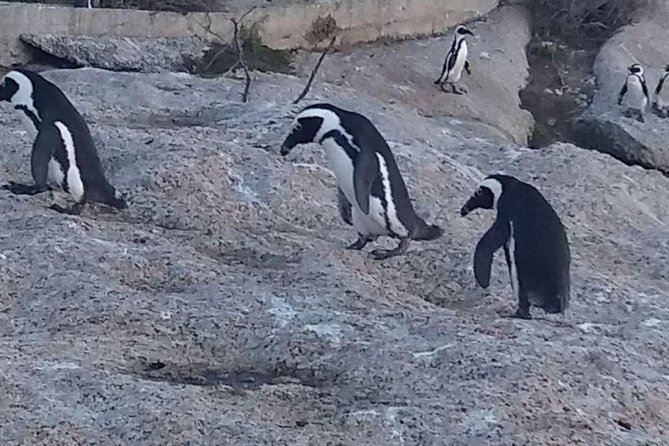 Private Cape Point Penguins Tour-Exploring the Cape Peninsula F/D - Simon’s Town and Boulders Beach