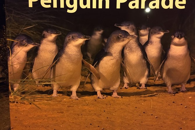 Private custom Penguin Tour with Premium Penguin Tickets - Why the Phillip Island penguin parade is worth the long day