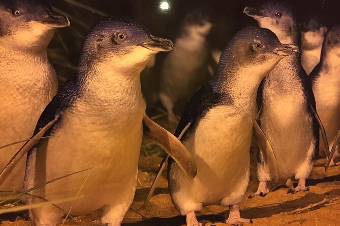 Private custom Penguin Tour with Premium Penguin Tickets - What Premium Penguins Plus viewing means for you