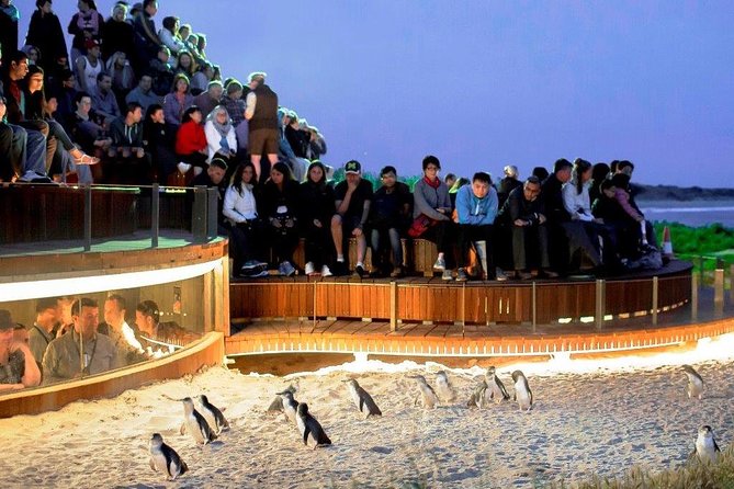 Private custom Penguin Tour with Premium Penguin Tickets - A flexible day, with one firm appointment