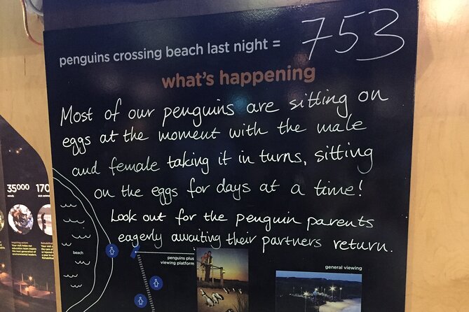 Private custom Penguin Tour with Premium Penguin Tickets - Who will get the best value from this tour