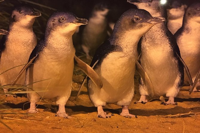 Private custom Penguin Tour with Premium Penguin Tickets - Cape Woolamai adds a scenic coastal stop