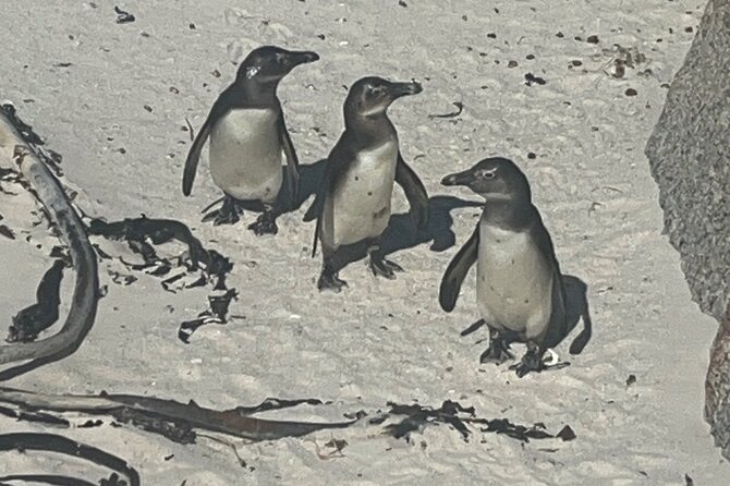 Private/Customised Cape Peninsula and Penguin Colony Tour - Lunch and local life in Kalk Bay