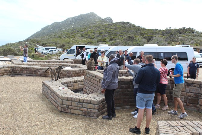 Private Day Tour to Cape of Good Hope Penguins Inc Entry Tickets from Cape Town - The ostrich farm: a short stop with a local product angle