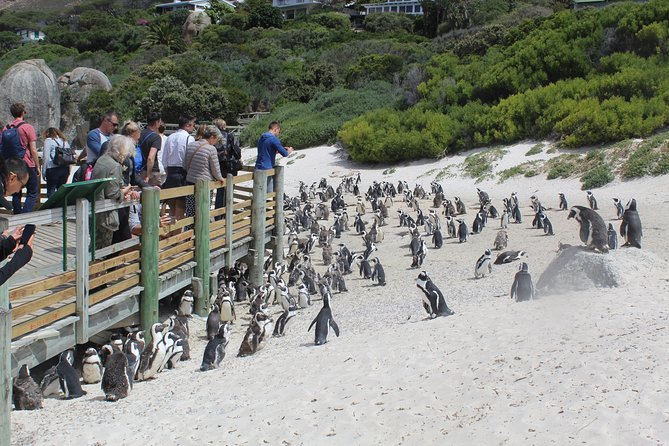 Private Day Tour to Cape of Good Hope Penguins Inc Entry Tickets from Cape Town - Simon’s Town: naval history and a sensible lunch stop