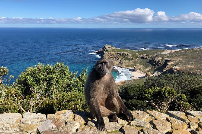 Private Day Tour to Cape Point , Penguins, Wine or Beer Tasting - Boulders Beach and the African penguin colony