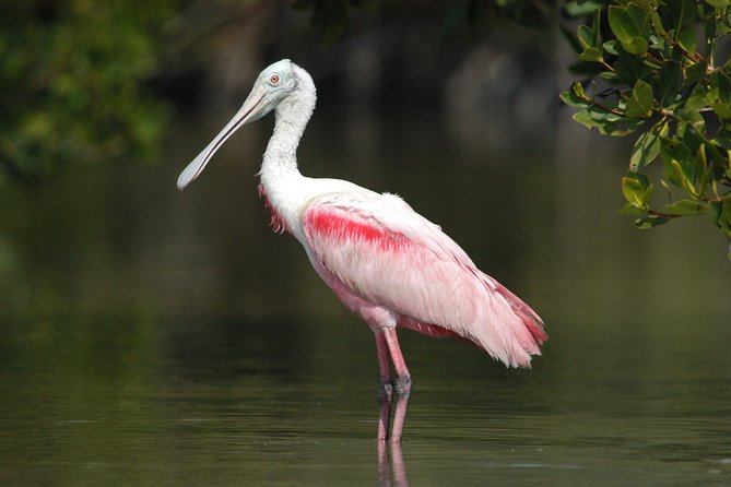 Private Everglades 10,000 Islands Photo and Birding Boat Safari - Sunrise light, sunset light, and the price of timing