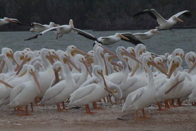 Private Everglades 10,000 Islands Photo and Birding Boat Safari - A private guide who can follow your camera