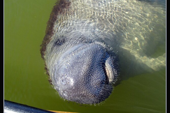 Private Everglades 10,000 Islands Photo and Birding Boat Safari - What your guide adds to the outing