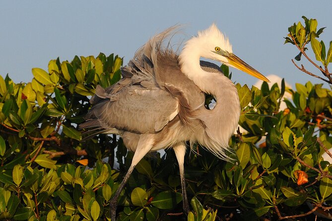 Private Everglades 10,000 Islands Photo and Birding Boat Safari - Who should book this private safari?