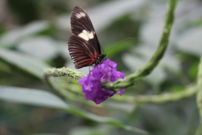 Private Full-Day Mindo Cloud Forest,Butterfly Farm, Chocolate Tour bird watching - Tarabita and the Seven Waterfalls