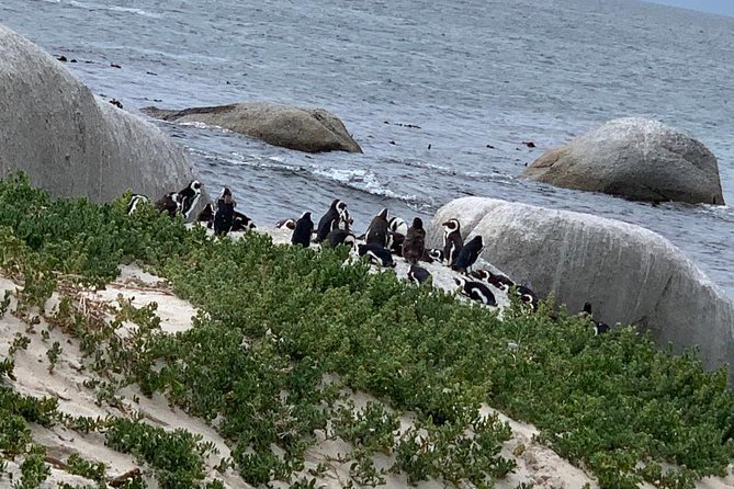 Private Full Day Tour To Cape Point, Penguins With Table Mountain. - The tour’s best features at a glance
