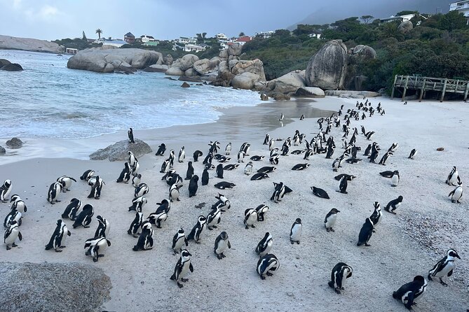 Private Guided Tour to Table Mountain and Cape Point with Penguin - Maiden’s Cove is a quick Atlantic pause