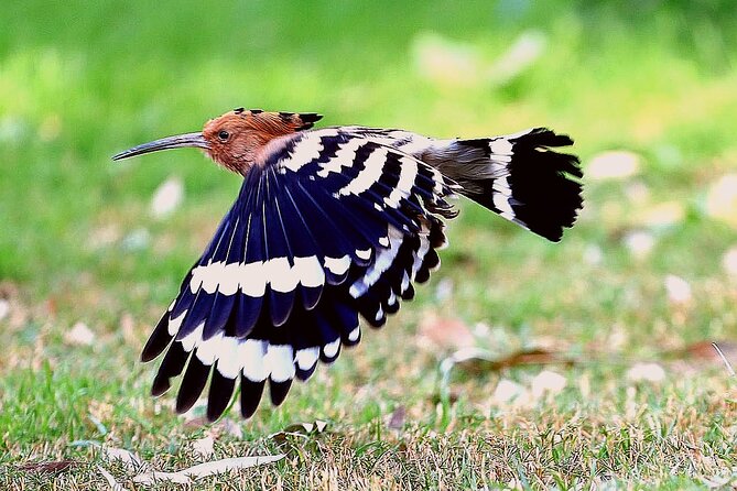 Private Half-Day Bird Watching Tour in Aswan - Key points to know before booking