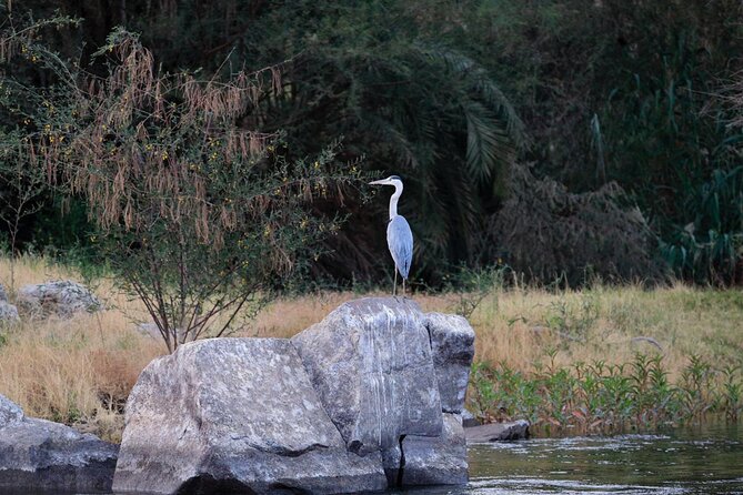 Private Half-Day Bird Watching Tour in Aswan - Why the private format is worth considering