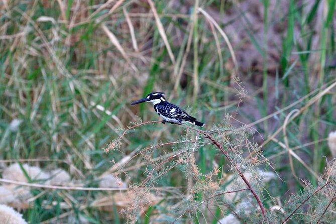Private Half-Day Bird Watching Tour in Aswan - The reality of bird numbers