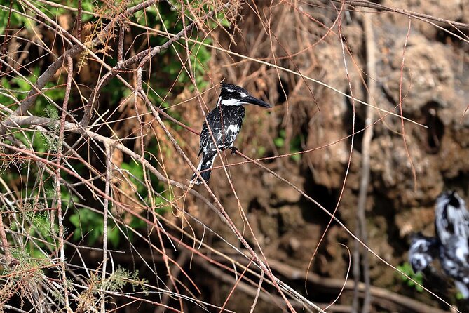Private Half-Day Bird Watching Tour in Aswan - Boat expectations and practical comfort