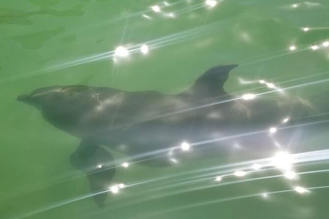 Private Island Paradise: Dolphin, Shelling, Birding Eco Boat Tour - Two hours among the Ten Thousand Islands