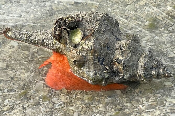Private Island Paradise: Dolphin, Shelling, Birding Eco Boat Tour - Goodland, Gulf water, and Cape Romano’s Dome House