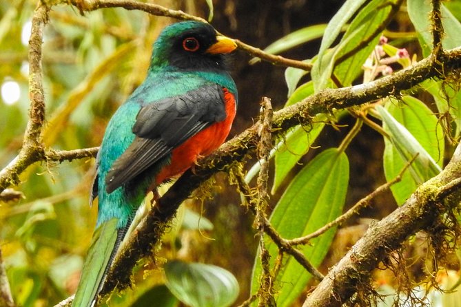 PRIVATE Mindo Cloud Forest tour - Hummingbirds at San Tadeo