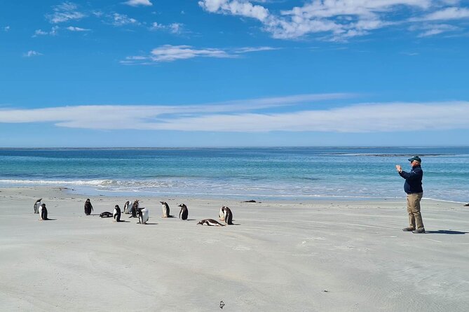 Private Penguin Paradise Tour: Penguins, Scenery & Stanley - Key points to know before you book