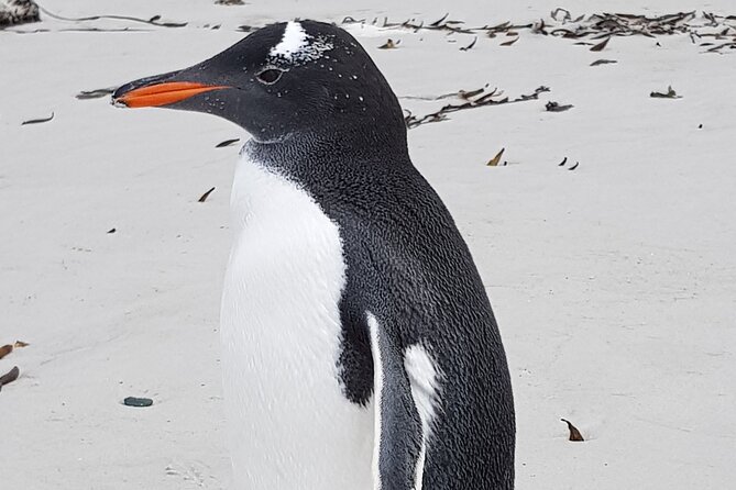 Private Penguin Paradise Tour: Penguins, Scenery & Stanley - Why Bertha’s Beach is the main event