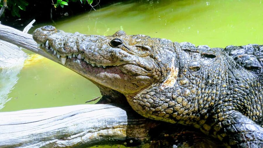 Private Ría Lagartos Boat Tour: Flamingos & Crocodiles - Two and a half hours through the mangroves