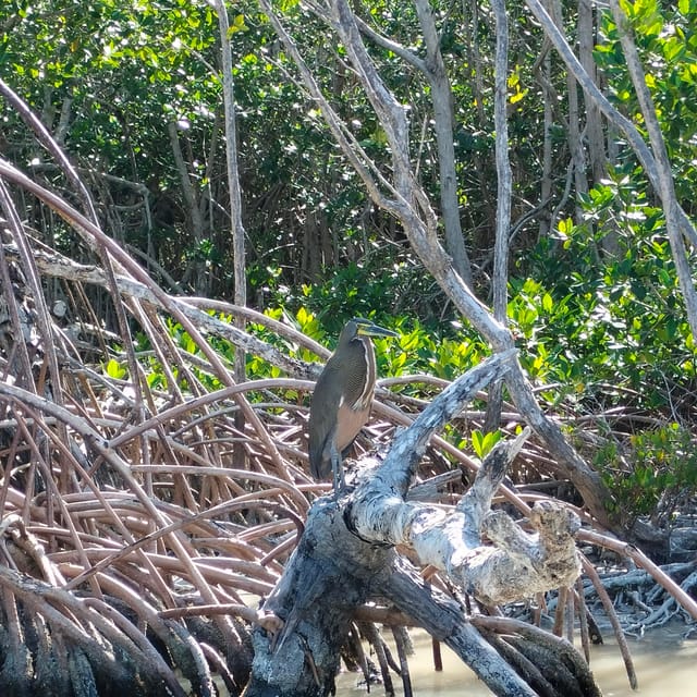 Private Ría Lagartos Boat Tour: Flamingos & Crocodiles - Crocodile spotting without the circus