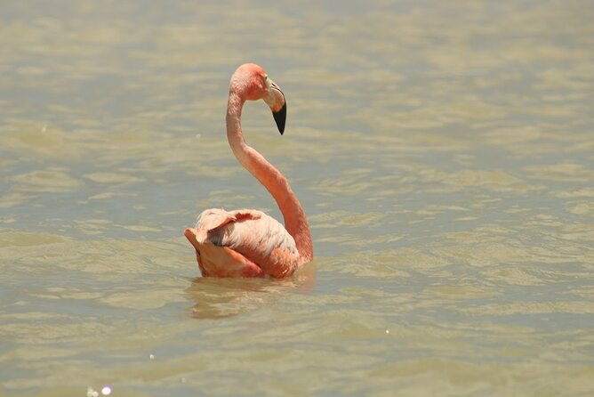Private Rio Lagartos Flamingo and pink lakes - Four hours through the Ría Lagartos Biosphere