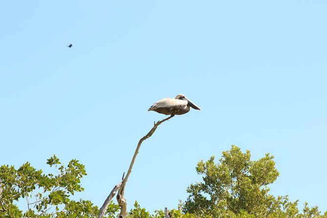 Private Rio Lagartos Flamingo and pink lakes - A private guide makes the day easier