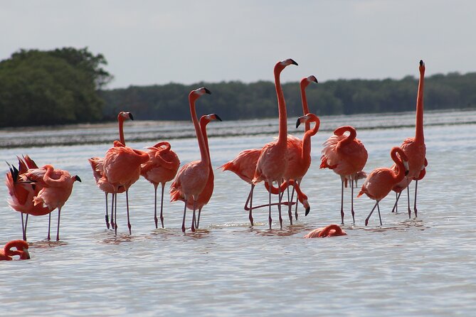 Private Rio Lagartos Flamingo and pink lakes - Who will enjoy this outing most