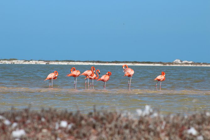 Private Rio Lagartos Flamingo and pink lakes - The 7:30 am pickup and the long road east