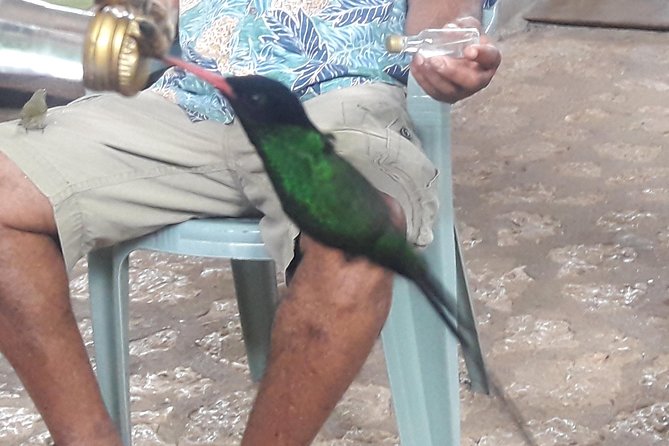 Private Rockland Bird Sanctuary Tour from Montego Bay - Why the hummingbird encounter is the main event