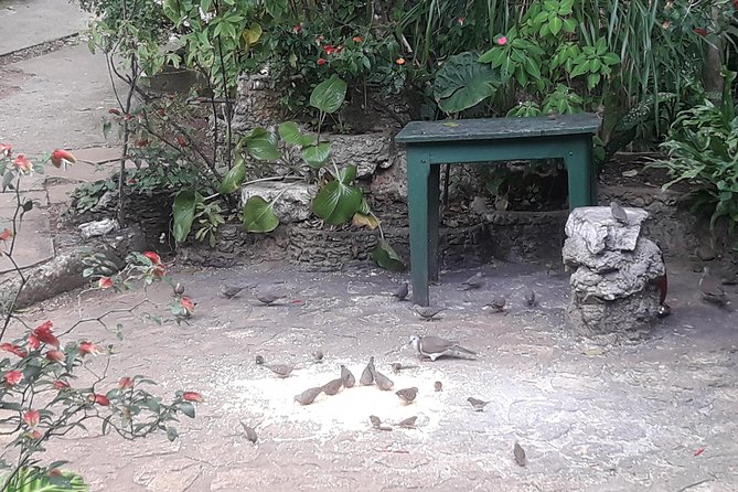 Private Rockland Bird Sanctuary Tour from Montego Bay - The guides make the visit personal