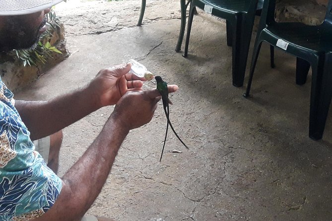 Private Rockland Bird Sanctuary Tour from Montego Bay - Is $110 per person a fair price?