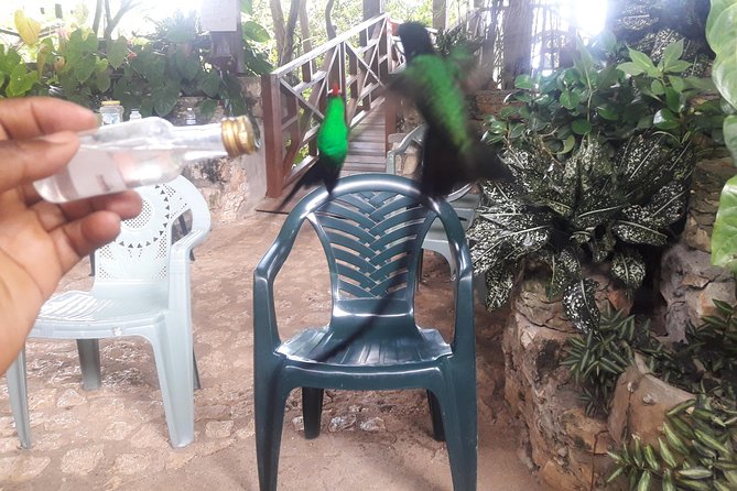 Private Rockland Bird Sanctuary Tour from Montego Bay - Timing, weather, and what can change
